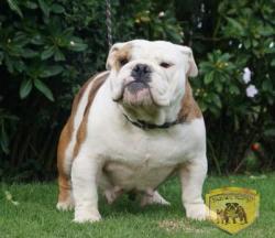 Bulldog