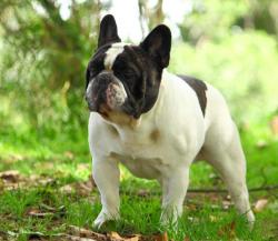 bulldog