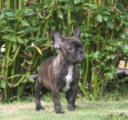 Cachorros de raza Bulldog Frances para la venta del criadero Nutibara Bulldogs


            


            