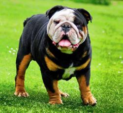 bulldog