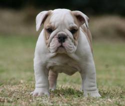 Bulldog