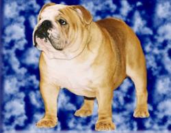 bulldog