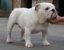 bulldog