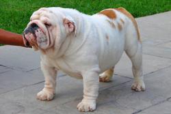 bulldog