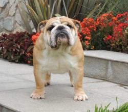 bulldog