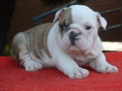 bulldog