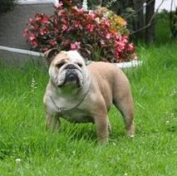 bulldog