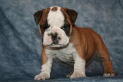  Raza Bulldog Ingles  del criadero Nutibara Bulldogs -Pet shop Special Dogs            


            