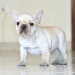 bulldog francéss de nutibara bulldogsHijo del mejor bulldog Francés de Latinoamérica Multi CH Multi BIS Multi BISS SIMON CHICAMOCHA.