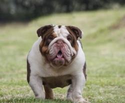 bulldog