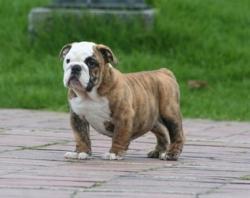 Bulldog