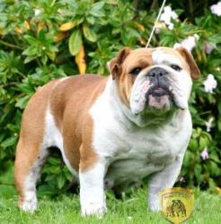 Bulldog