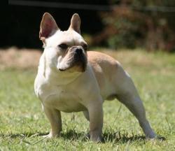Hijo del Mejor bulldog Frncés de Latinoamérica Multi CH Multi BIS Multi BISS SIMON CHICAMOCHA.
x roja´s Paris

            


            


            criadero  de bulldog


           