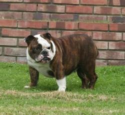 Bulldog