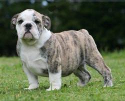 Bulldog 