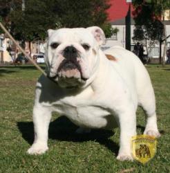 Ejemplar de raza Bulldog ingles del criadero Nutibara Bulldogs, cachorra nieta de Ch Cherokee Legend Rock, 