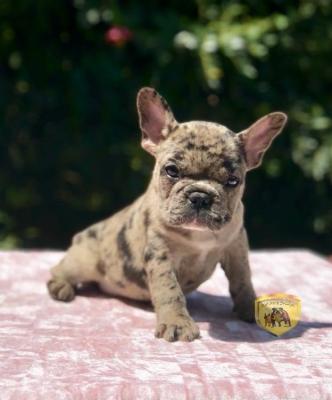 Bulldog