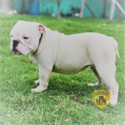 Bulldog
