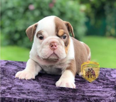 Bulldog
