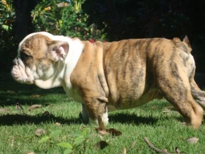 Bulldog