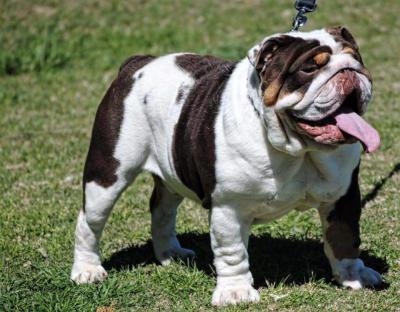 Bulldog