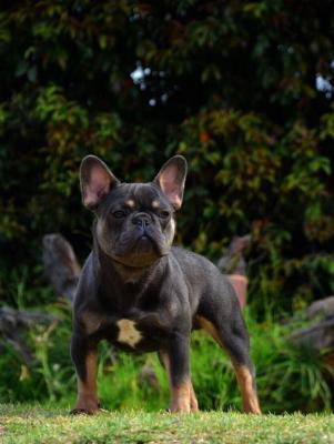 Bulldog