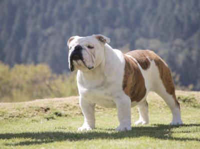 Bulldog