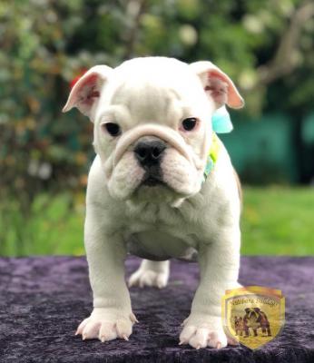 Bulldog