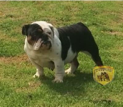 Bulldog
