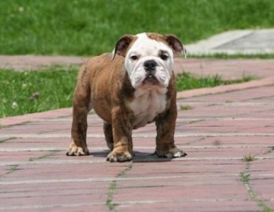 Bulldog