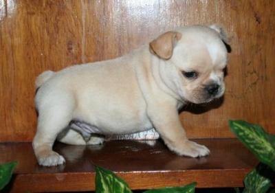 Bulldog