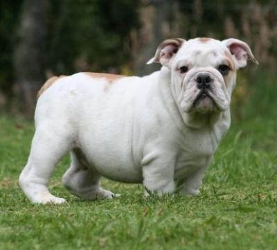 Bulldog