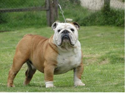 Bulldog