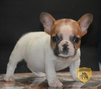 Bulldog