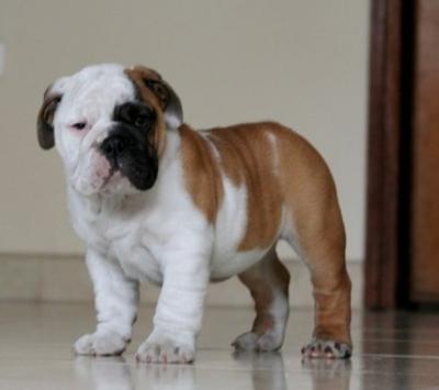 Bulldog