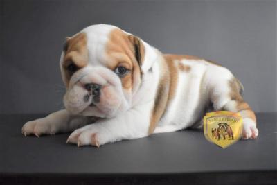 Bulldog