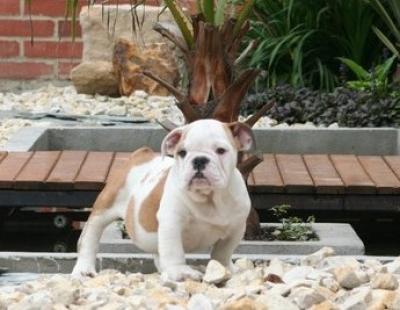 Bulldog