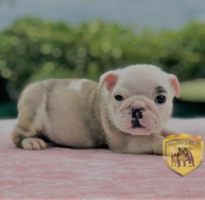 Bulldog