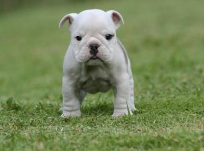 Bulldog