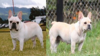Bulldog