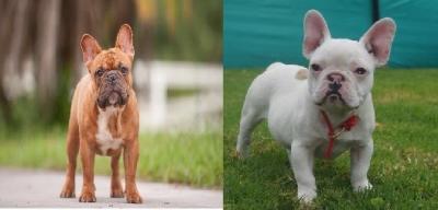 Bulldog