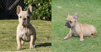 Bulldog