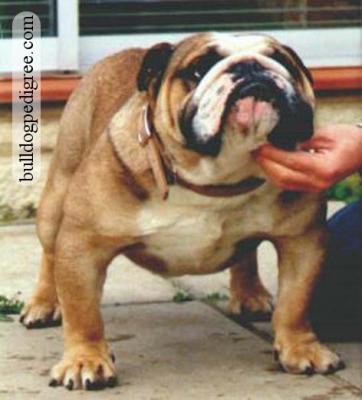 Bulldog