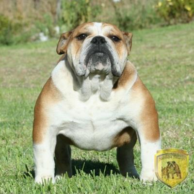Bulldog