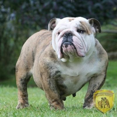 Bulldog