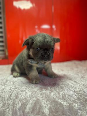 Bulldog