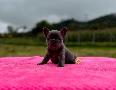 Bulldog