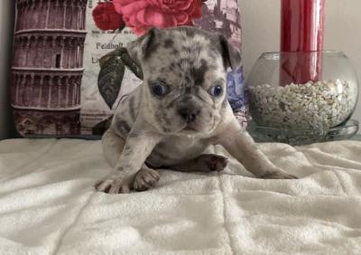 Bulldog