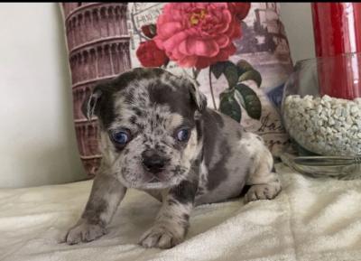 Bulldog