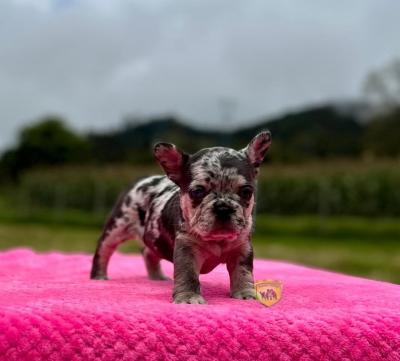 Bulldog